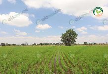 เมล็ดพันธุ์ข้าว กลุ่มผู้ผลิตบ้านท่าไม้ เผยเทคนิค ลดต้นทุน เพิ่มผลผลิต 120-130 ถัง/ไร่ แปลงนา เมล็ดพันธุ์ข้าว