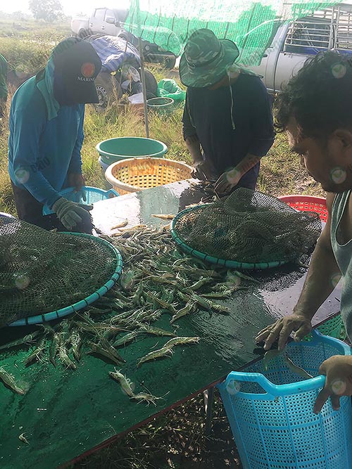 4.คนงานช่วยกันคัดกุ้ง