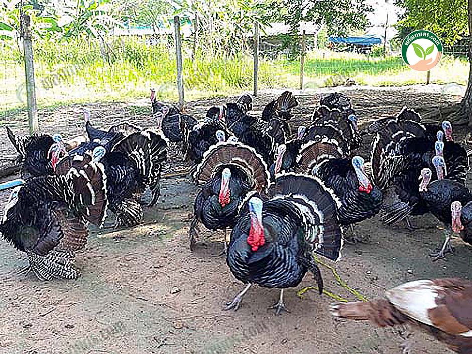 4.พื้นที่ เลี้ยงไก่งวง