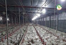 ระบบอีแวป เลี้ยงไก่เนื้อพันธุ์อาร์เบอร์ดาฟาร์มฯ ให้ผลตอบแทนดีกว่าพันธุ์คอบบ์ ระบบอีแวป เลี้ยงไก่เนื้อพันธุ์อาร์เบอร์ดาฟาร์มฯ ให้ผลตอบแทนดีกว่าพันธุ์คอบบ์