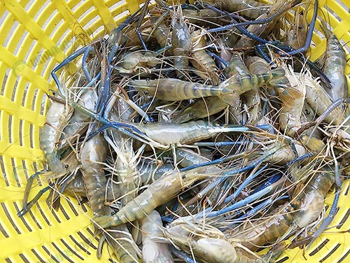 5.กุ้งก้ามกรามเนื้อไซซ์ใหญ่ที่คุณบีเลี้ยง ได้คุณภาพตรงตามที่ตลาดต้องการ