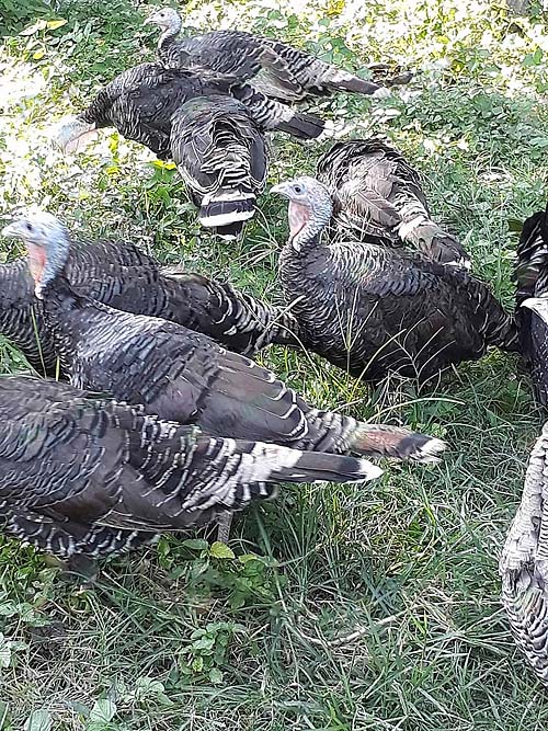 5.พ่อแม่พันธุ์ไก่งวง