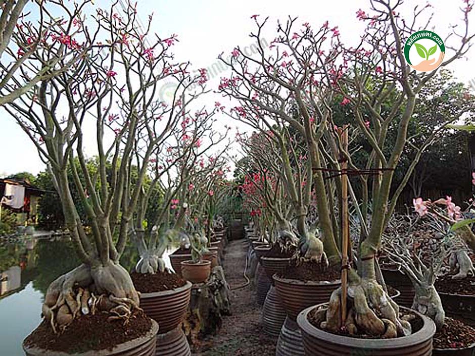5.เพาะเมล็ดชวนชม จากต้นแม่พันธุ์ผลิตเมล็ดขนาดใหญ่