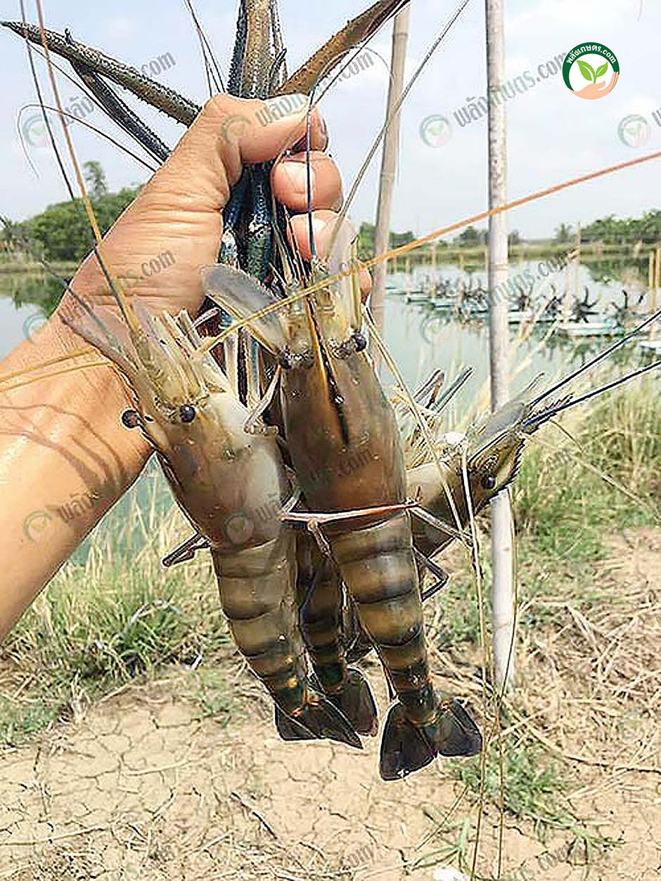 5.แพกุ้ง มหมิตรฟาร์ม ฝ่าวิกฤติ โควิด ด้วยการตลาดออนไลน์