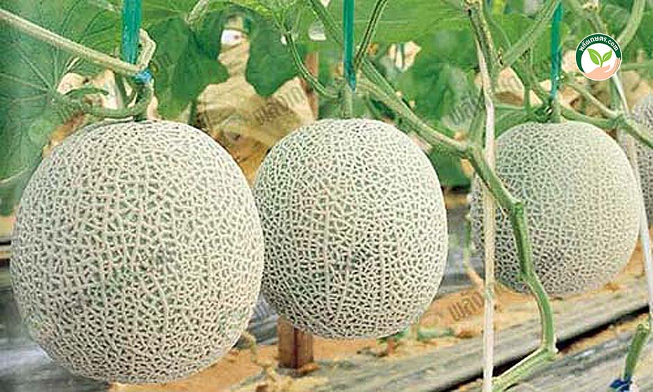 6.วิธีปลูกเมล่อน ให้ได้ผลผลิตเมล่อนคุณภาพ ปลอดสารพิษ