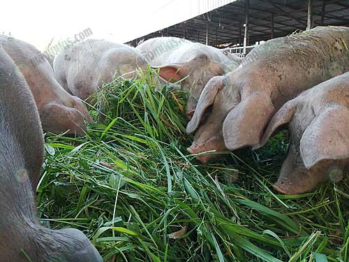6.ให้อาหารหมู