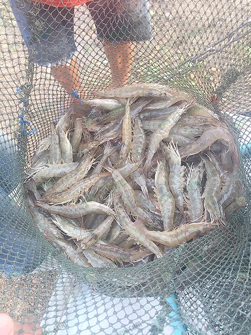 กุ้งสดคุณภาพ ปลอดสาร
