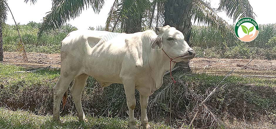 2.การเลี้ยงวัวเพราะต้องการมูลมาทำปุ๋ย