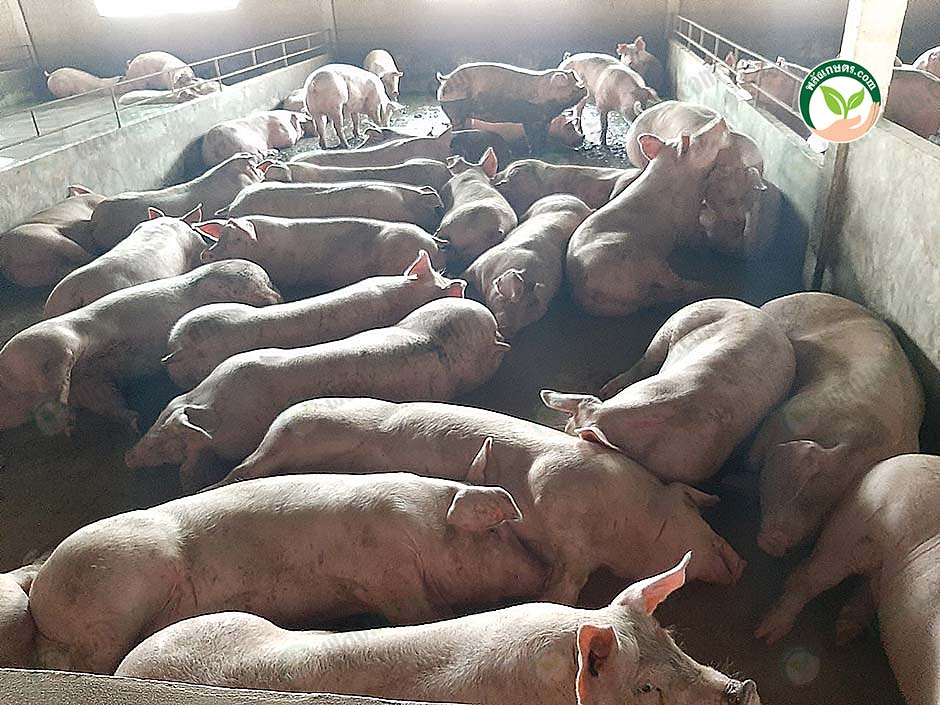 2.คัดแยกหมูขุนเลี้ยงออกต่างหาก