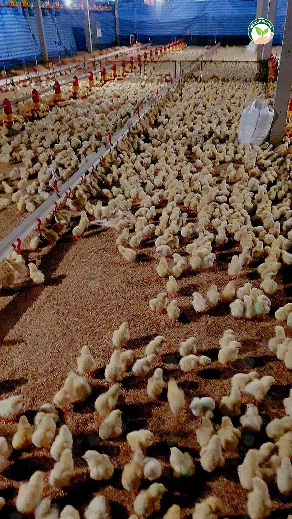 3.ลูกไก่สมบูรณ์แข็งแรง