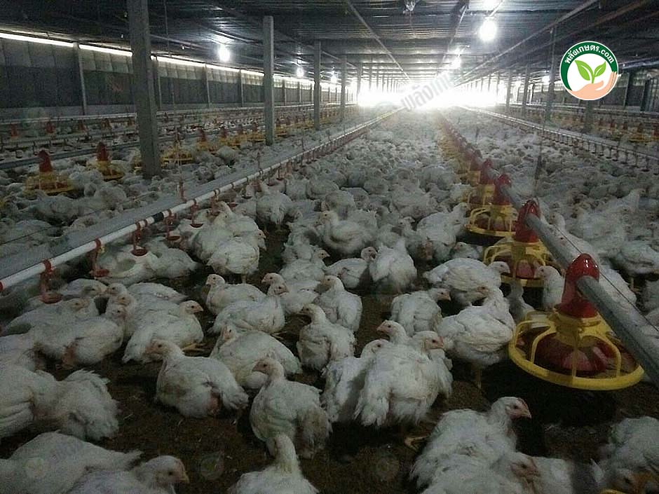 4.ไก่ตัวใหญ่ ได้น้ำหนัก