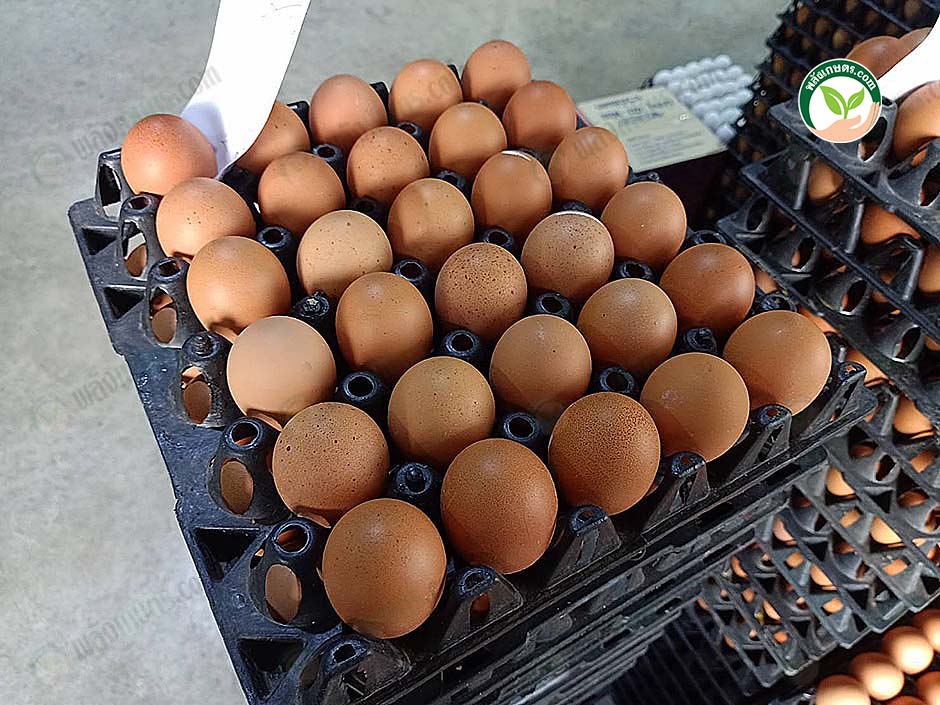 4.ไข่ไก่พร้อมจำหน่าย