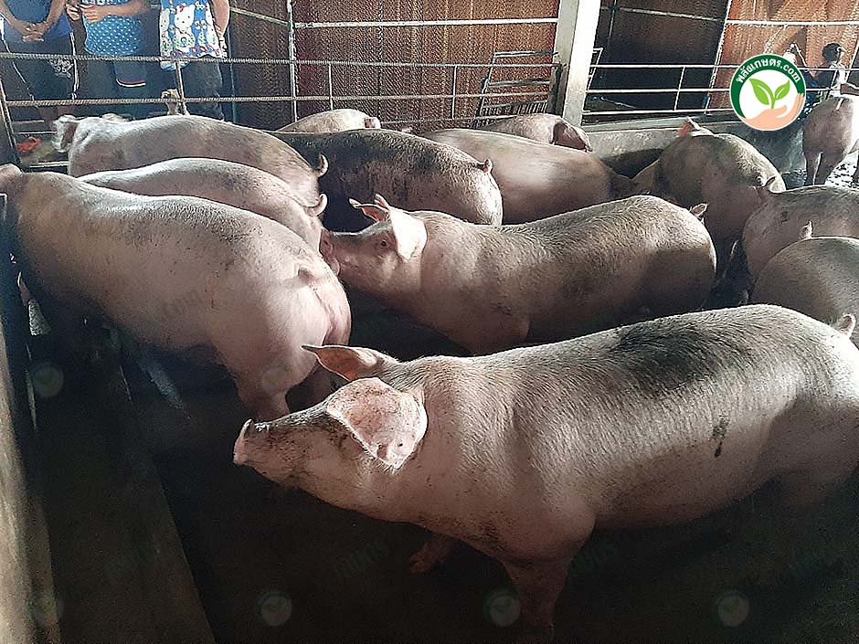5.หมูสมบูรณ์แข็งแรง ได้น้ำหนัก
