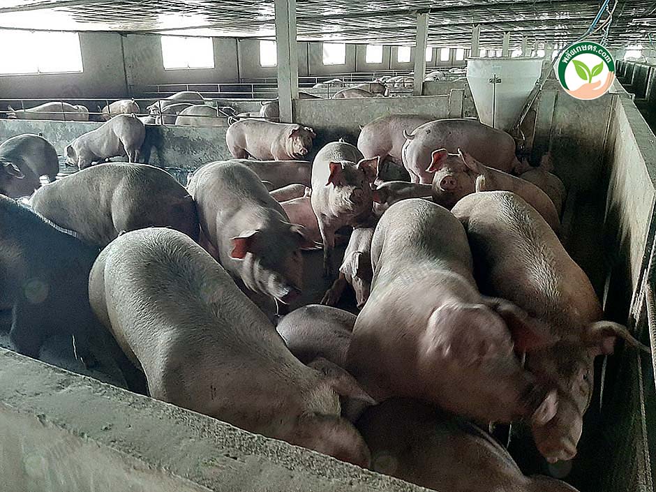 6.บำรุงดูแลหมูอย่างสม่ำเสมอ