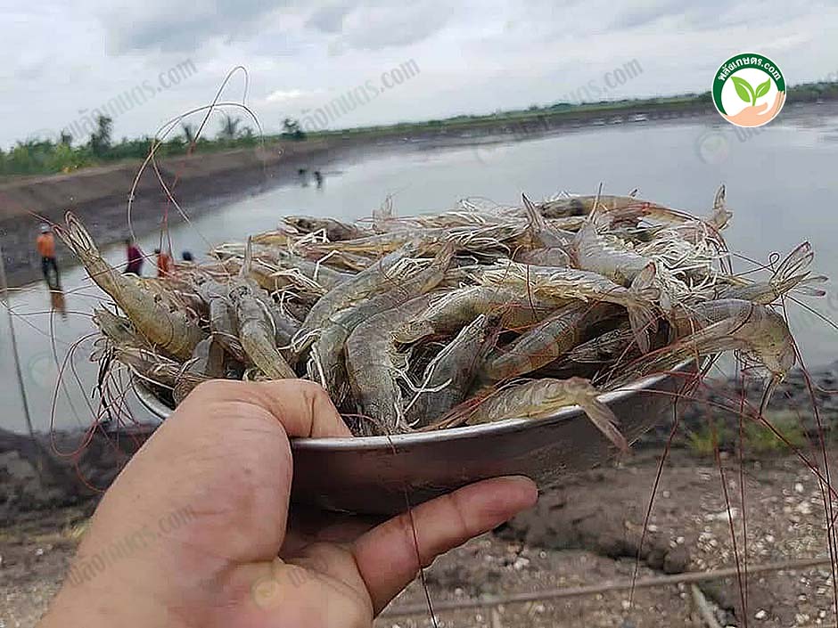 7.กุ้งขาวคุณภาพ โตไว แข็งแรง เนื้อแน่น