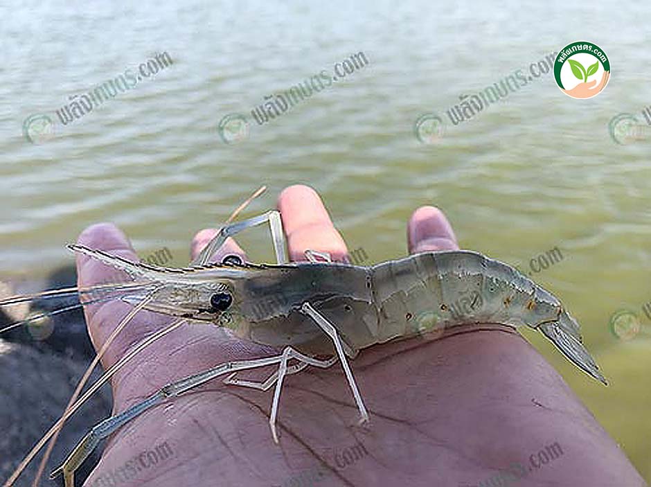 แร่ธาตุเลี้ยงกุ้ง ลูกกุ้งก้ามกรามเพศผู้