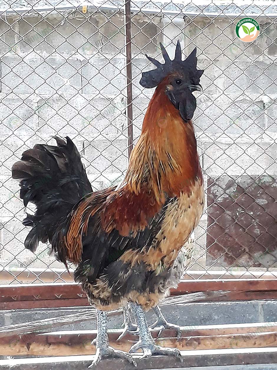 2.ไก่ดำมองโก