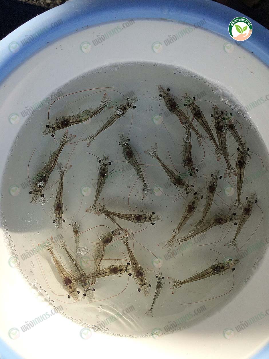 3.กุ้งอนุบาลไซซ์ 30 ตัวต่อกิโลกรัม ที่ทางฟาร์มอนุบาลเองก่อนปล่อยลงบ่อใหญ่