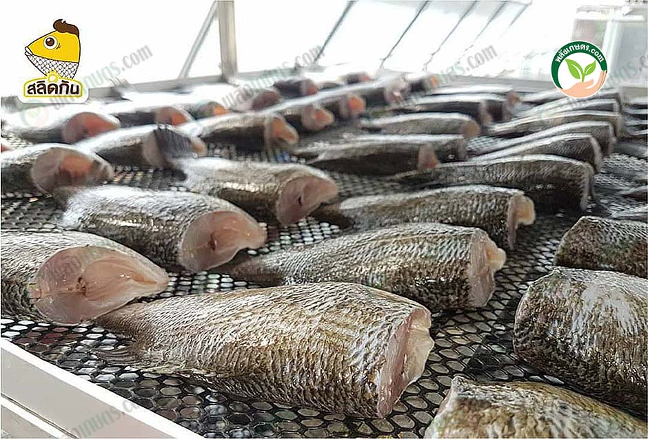 3.นำปลามาตากแดดในโรงเรือน