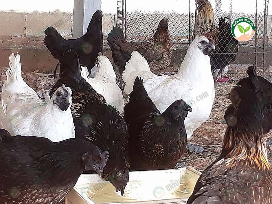 3.พื้นที่เลี้ยงไก่ดำ