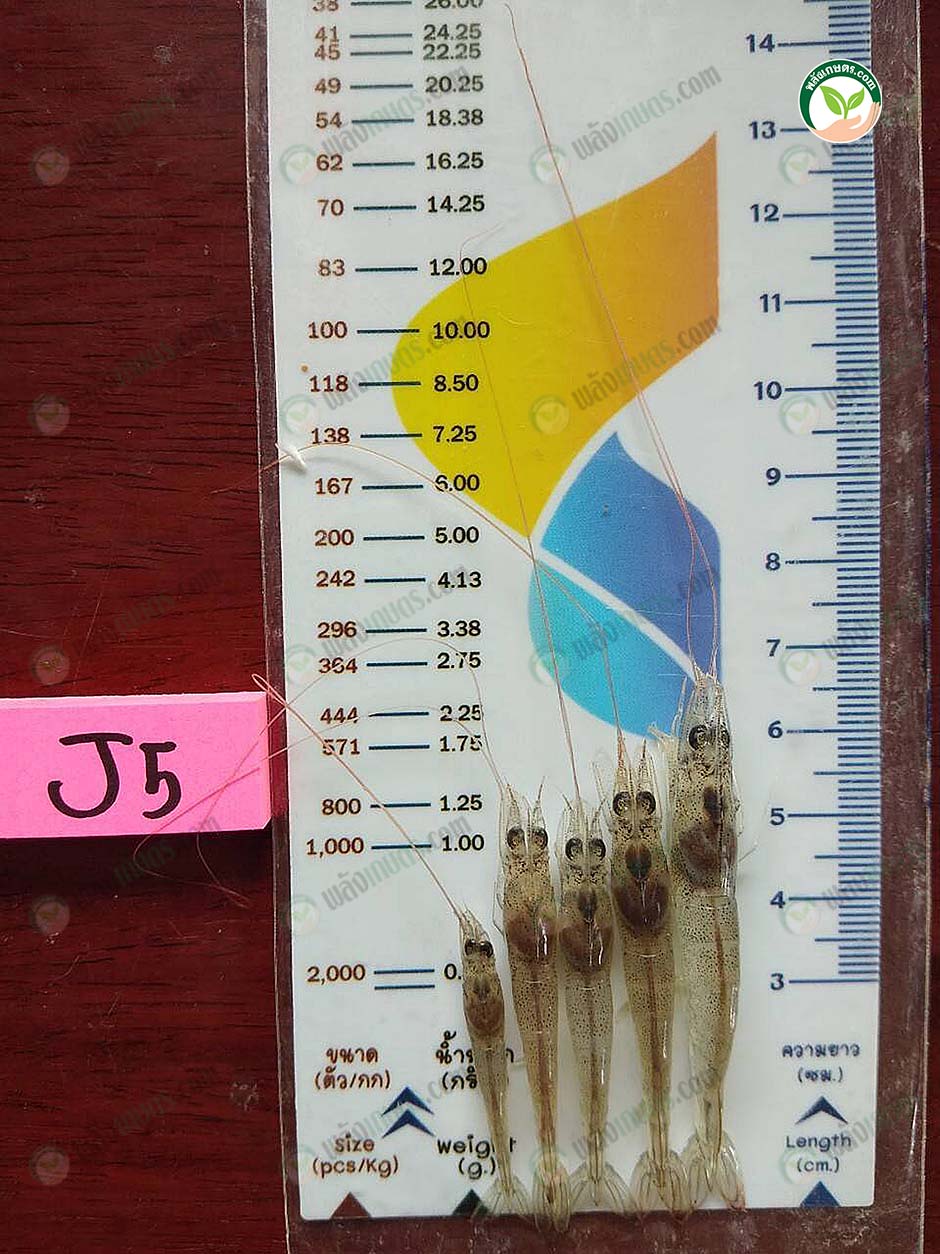 3.อัตราการโตของกุ้งที่มีคุณภาพ
