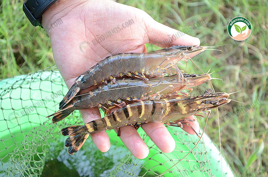 4.กุ้งดำคุณภาพ ตัวสวยจัด แบบที่ตลาดต้องการ