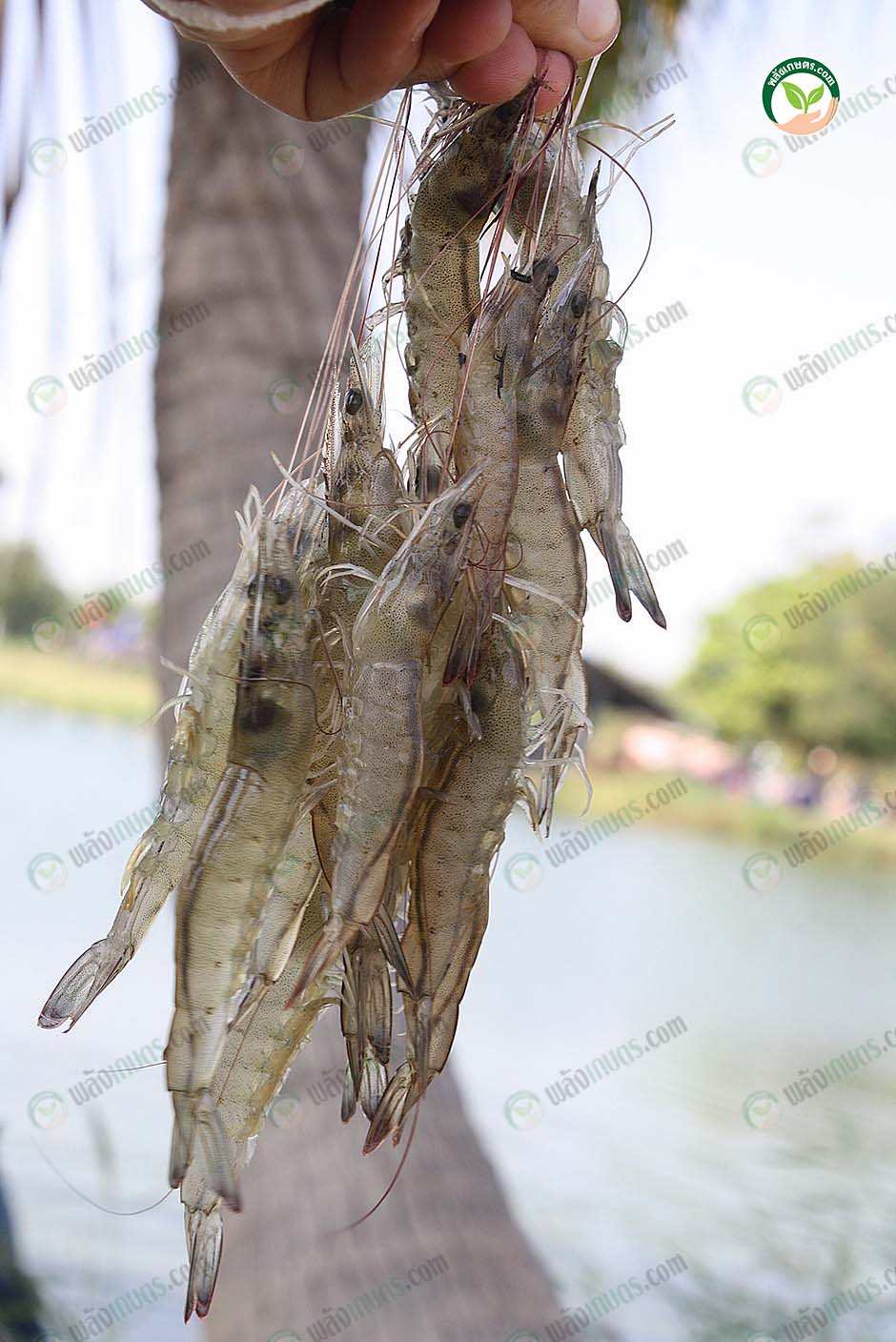 4.กุ้งสวยคุณภาพจากบ่อเลี้ยงที่มีคุณภาพ