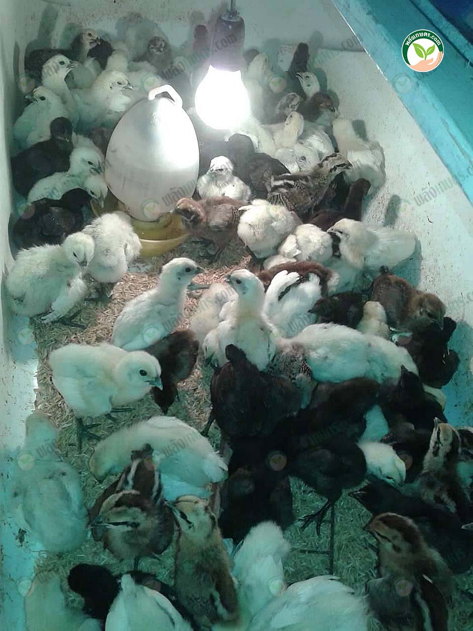 4.ให้อาหารและน้ำลูกไก่