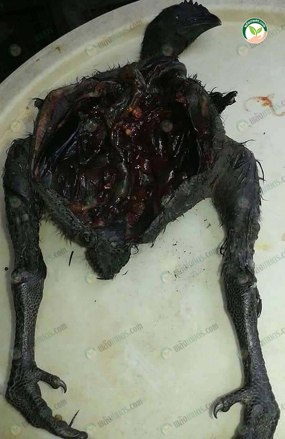 5.ไก่ดำนำไปแปรรูปเป็นเมนูต่างๆ ได้