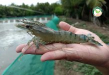 แร่ธาตุกุ้งก้ามกราม กุ้งขาว ใช้แก้กุ้งเป็นตะคริว จ้ำเนื้อขาว ทำให้น้ำสีโปร่งขึ้น กุ้งกุลาดำ ที่ใช้ แร่ธาตุกุ้งก้ามกราม ได้แบบที่ตลาดต้องการ