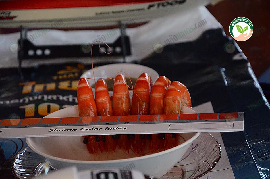 6.ทดลองต้มกุ้งที่สุ่มจับมา ปรากฏว่าขึ้นสีสวย สีเข้ม แบบนี้สิที่ต้องการ
