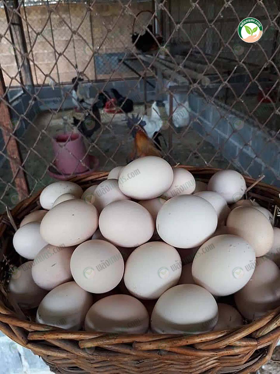 6.ไข่ไก่ดำ