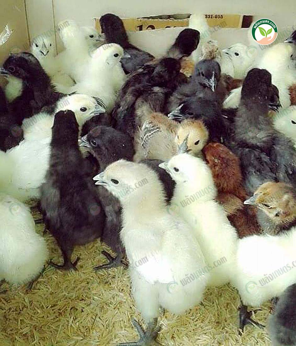 7.ลูกไก่แข็งแรงสมบูรณ์