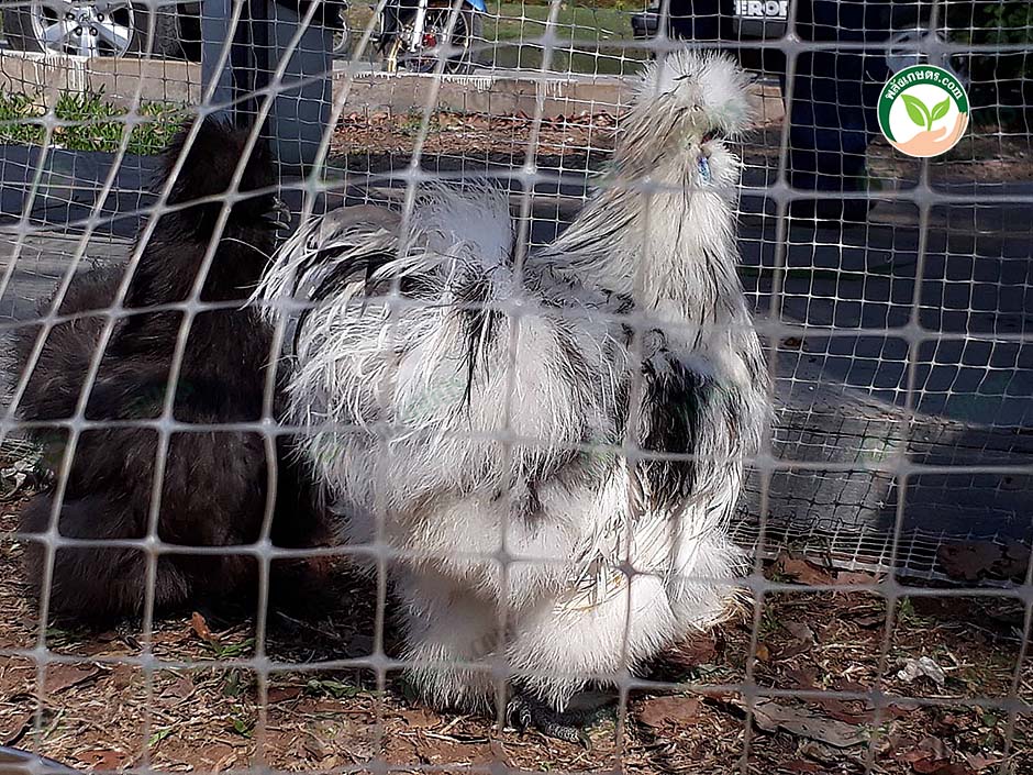 ไก่ซิลกี้