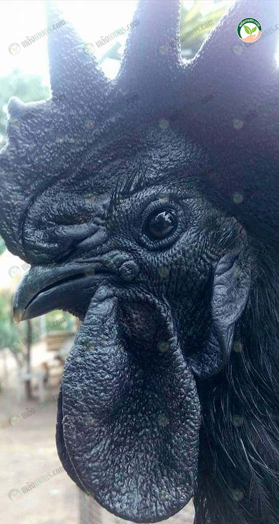 ไก่ดำ