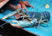 กุ้งเครฟิช กลุ่มย่านตาขาวเครฟิช เร่งผลิตกุ้งเนื้อป้อนตลาดร้านอาหาร โรงแรม ภาคใต้ พ่อพันธุ์กุ้งก้ามแดง กุ้งเครฟิช