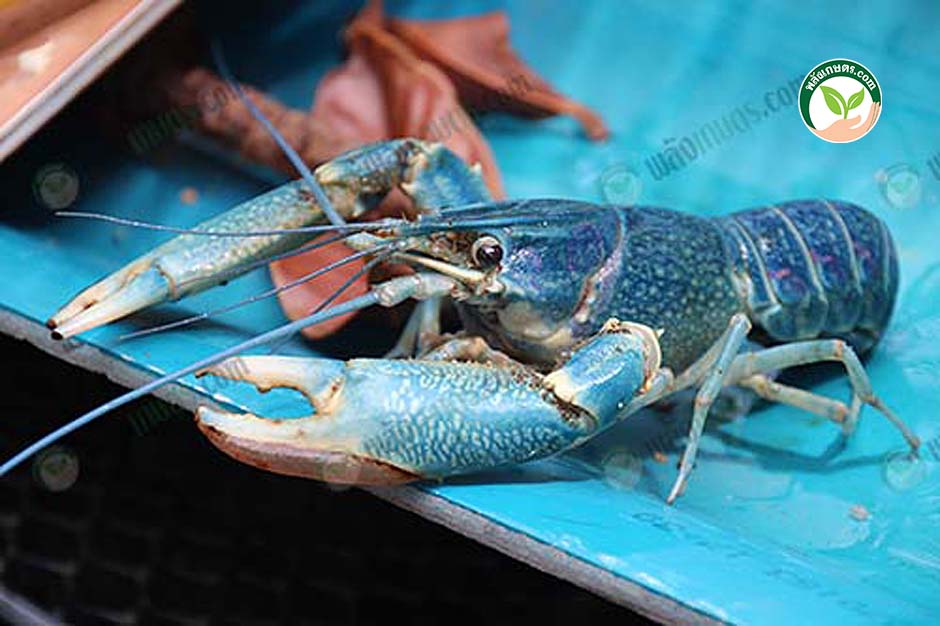 1.พ่อพันธุ์กุ้งก้ามแดง กุ้งเครฟิช