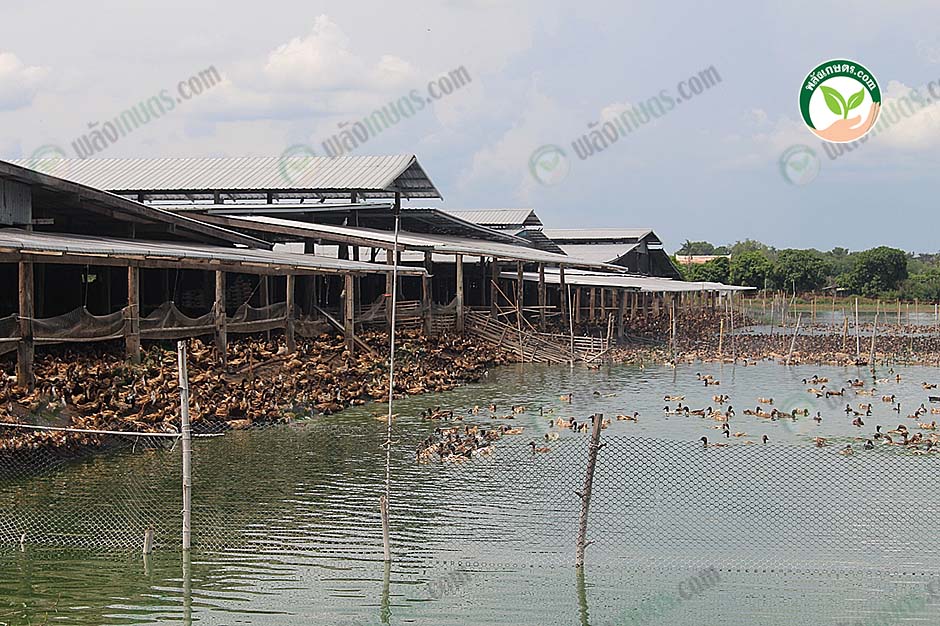 5.พื้นที่สำหรับให้เป็ดลงเล่นน้ำ