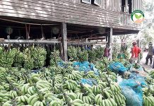 ปลูกกล้วยหอมทอง “ท่ายาง” ปลูกง่าย โรคน้อย ตลาดมั่นคงกว่าชนิดอื่น ปลูกกล้วยหอมทอง รอจำหน่ายผลผลิต