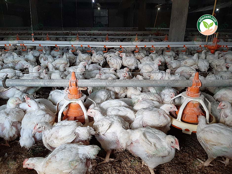 3.การให้อาหารไก่เนื้อ