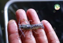 ลูกพันธุ์กุ้งก้ามแดง คัมแบ็ก ออเดอร์ล้น ผลิตไม่ทันขาย เปิดรับลูกบ่อ ทั่วประเทศ อาหารกุ้งก้ามแดง พร้อมเลี้ยง ลูกพันธุ์กุ้งก้ามแดง ไซส์กำลังสวย 1-2 นิ้ว เลี้ยงด้วย อาหารกุ้งก้ามแดง คุณภาพ