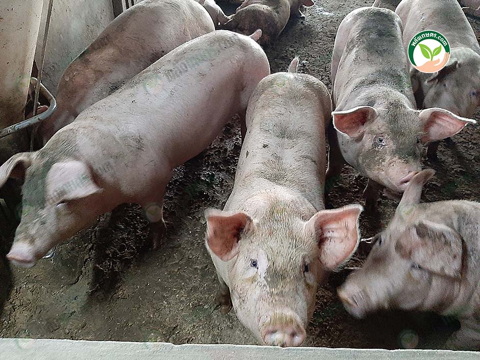 3.หมูโตไว น้ำหนักดี
