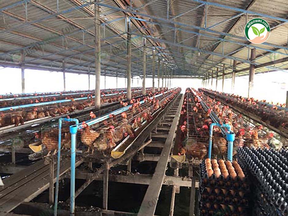 3.โรงเรือนไก่ไข่ระบบเปิด โดยการ เลี้ยงไก่ไข่บนบ่อปลา