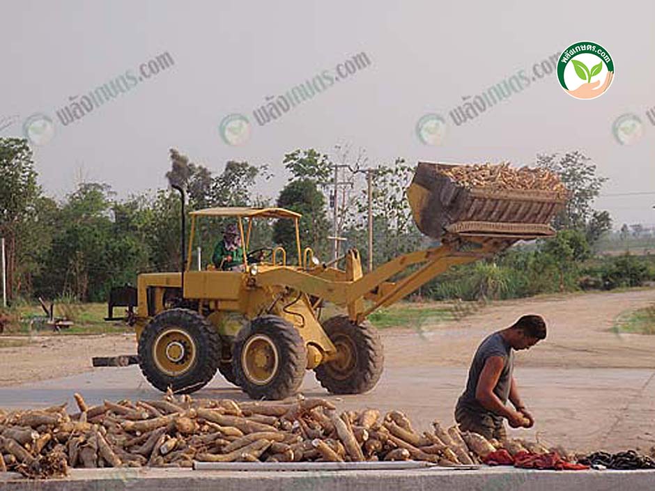 5.การจัดการผลผลิตมันสำปะหลังใน ลานมัน