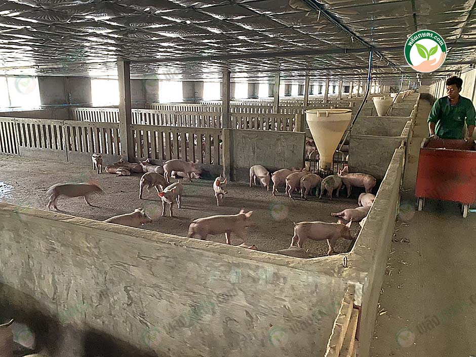 5.การให้อาหารหมู