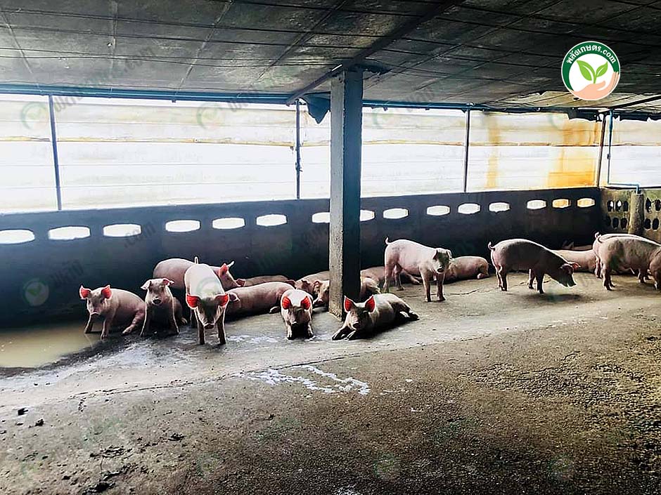 10.ทำความสะอาดคอกหมูเพื่อป้องกันเชื้อโรค