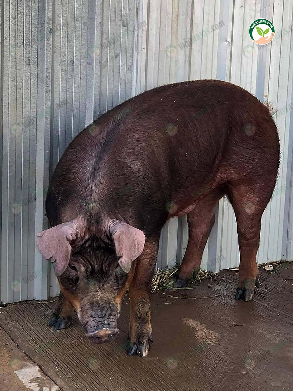 2.สุกรพ่อพันธุ์ Duroc ของ Genesus