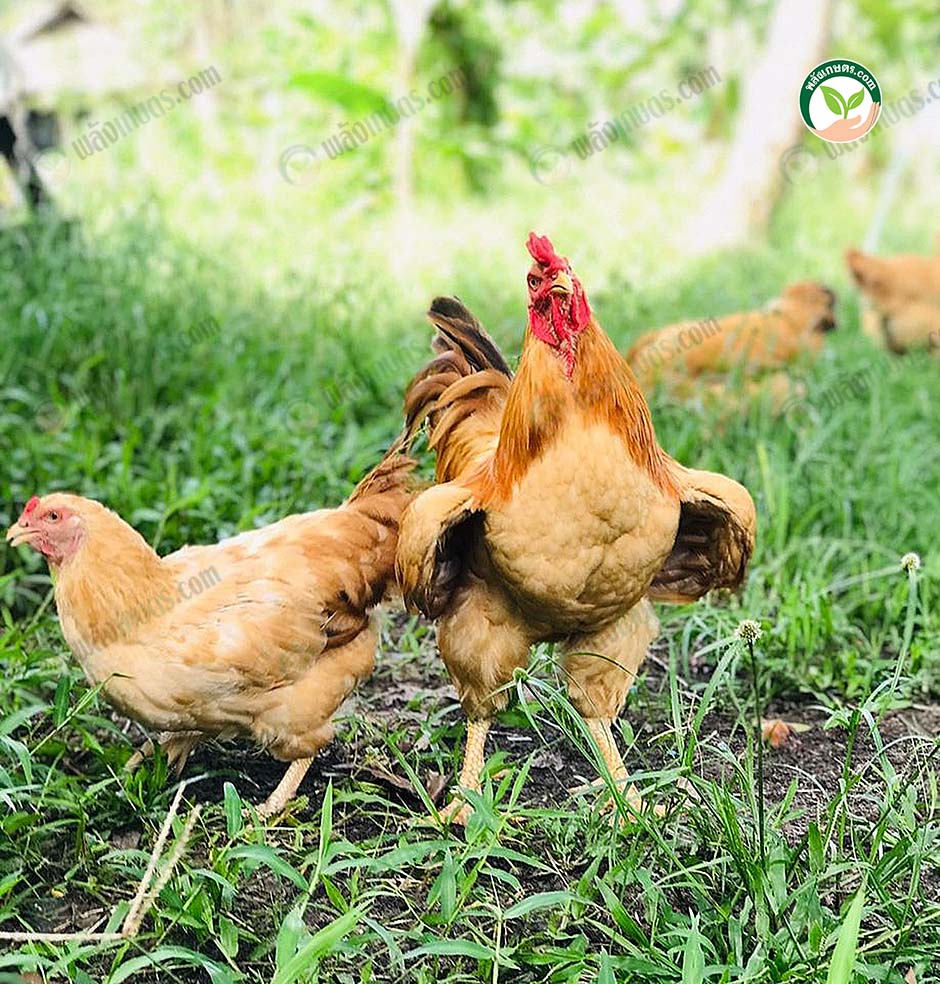 2.ไก่ตะเภาทอง