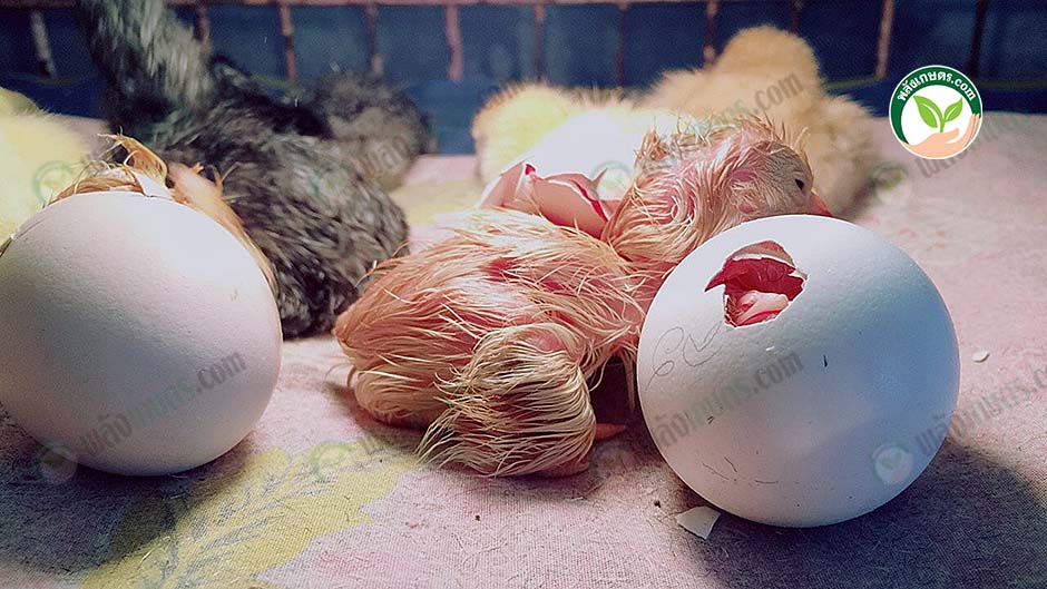 3.ไก่เริ่มฟักเป็นตัว