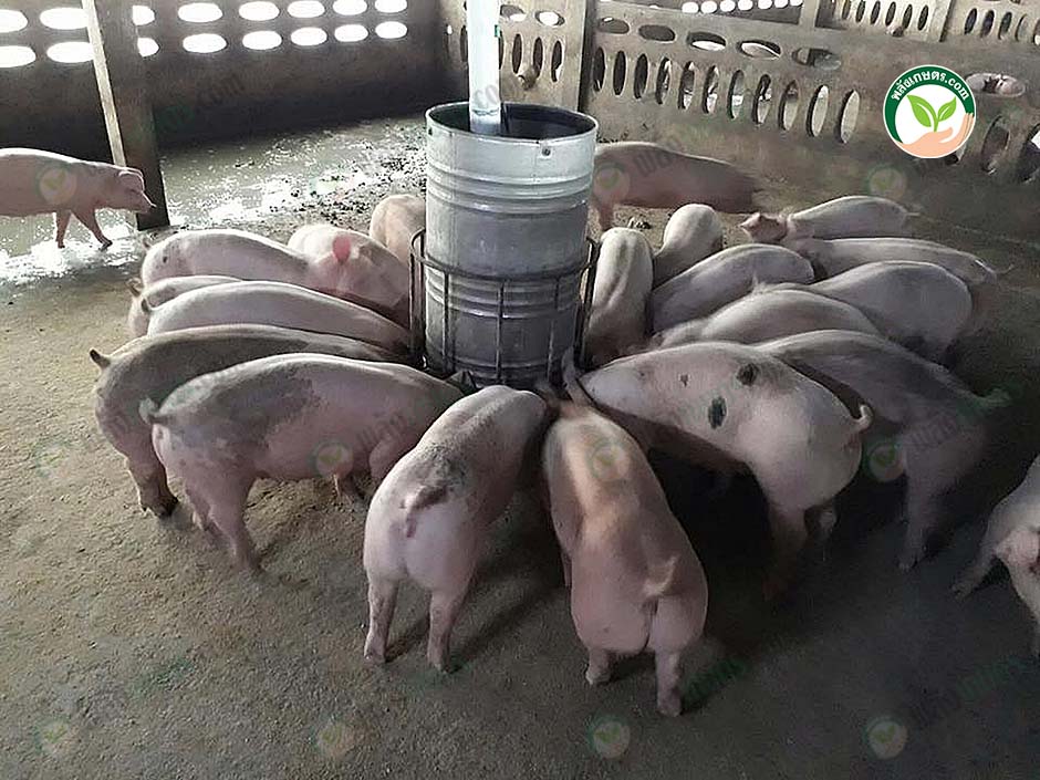 4.การให้อาหารหมู